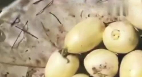 街边免费吃瓜,夏日炎炎解暑神器